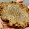 Fossilized Coral Slab C1259 (unpolished)