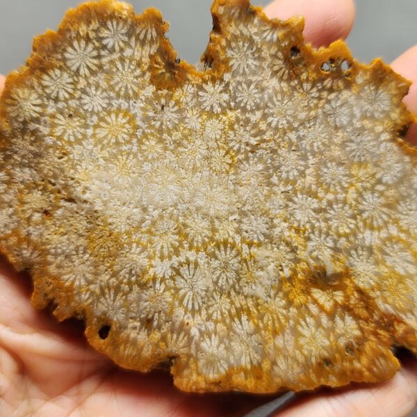 Fossilized Coral Slab C1259 (unpolished)