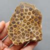 Fossilized Coral Slab C1260 (unpolished)