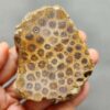 Fossilized Coral Slab C1260 (unpolished)