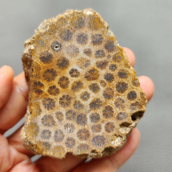 Fossilized Coral Slab C1260 (unpolished)