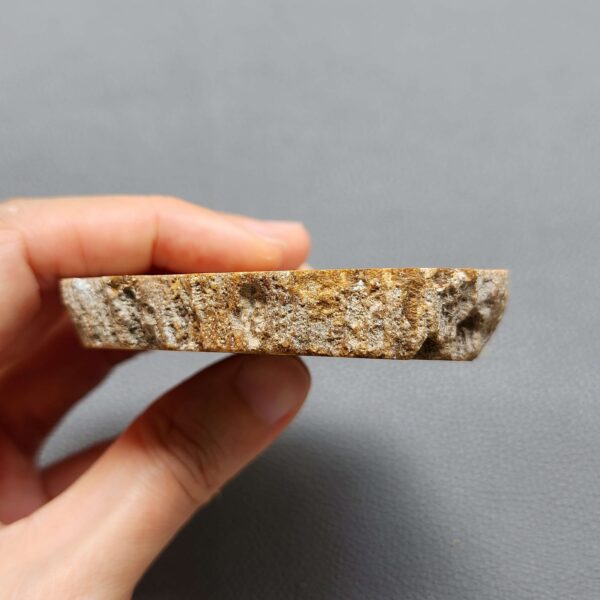 Fossilized Coral Slab C1260 (unpolished)