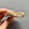 Fossilized Coral Slab C1260 (unpolished)