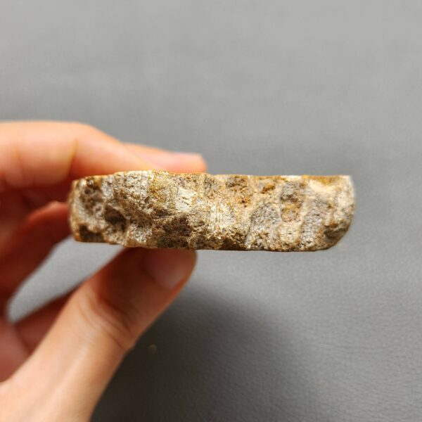 Fossilized Coral Slab C1260 (unpolished)