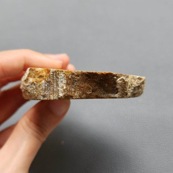 Fossilized Coral Slab C1260 (unpolished)