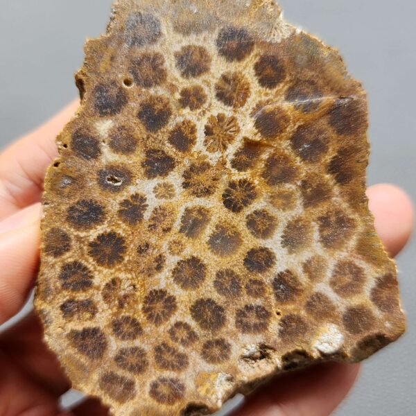 Fossilized Coral Slab C1260 (unpolished)