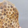 Fossilized Coral Slab C1260 (unpolished)