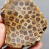 Fossilized Coral Slab C1260 (unpolished)