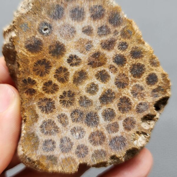 Fossilized Coral Slab C1260 (unpolished)