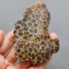 Fossilized Coral Slab C1261 (unpolished)