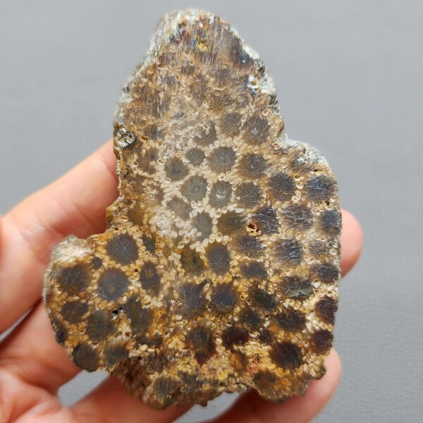 Fossilized Coral Slab C1261 (unpolished)
