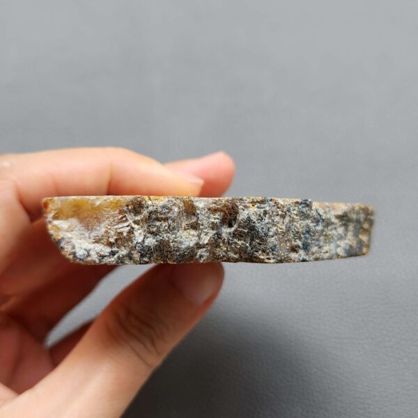 Fossilized Coral Slab C1261 (unpolished)