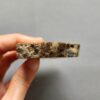 Fossilized Coral Slab C1261 (unpolished)