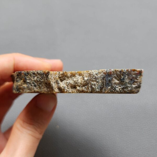 Fossilized Coral Slab C1261 (unpolished)