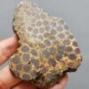 Fossilized Coral Slab C1261 (unpolished)