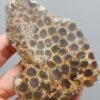 Fossilized Coral Slab C1261 (unpolished)