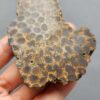 Fossilized Coral Slab C1261 (unpolished)