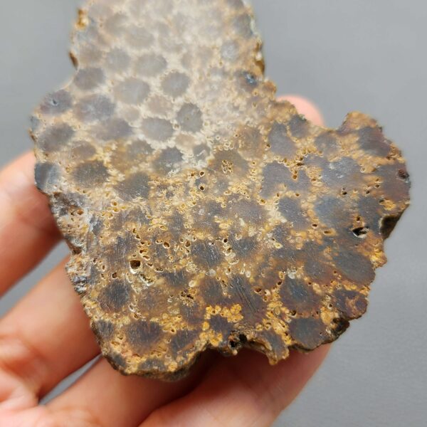 Fossilized Coral Slab C1261 (unpolished)