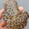 Fossilized Coral Slab C1261 (unpolished)