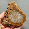 Fossilized Coral Slab C1262 (unpolished)