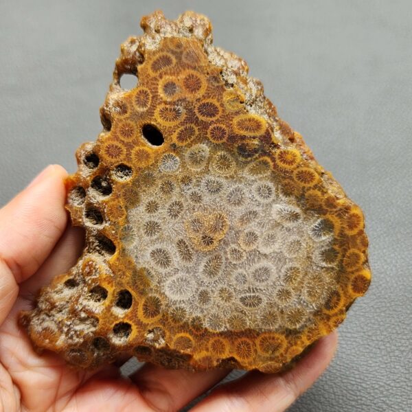 Fossilized Coral Slab C1262 (unpolished)