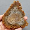 Fossilized Coral Slab C1262 (unpolished)