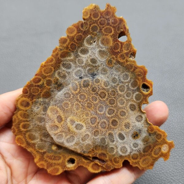 Fossilized Coral Slab C1262 (unpolished)