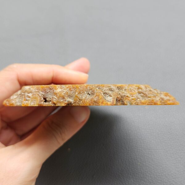 Fossilized Coral Slab C1262 (unpolished)
