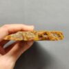 Fossilized Coral Slab C1262 (unpolished)