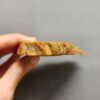 Fossilized Coral Slab C1262 (unpolished)