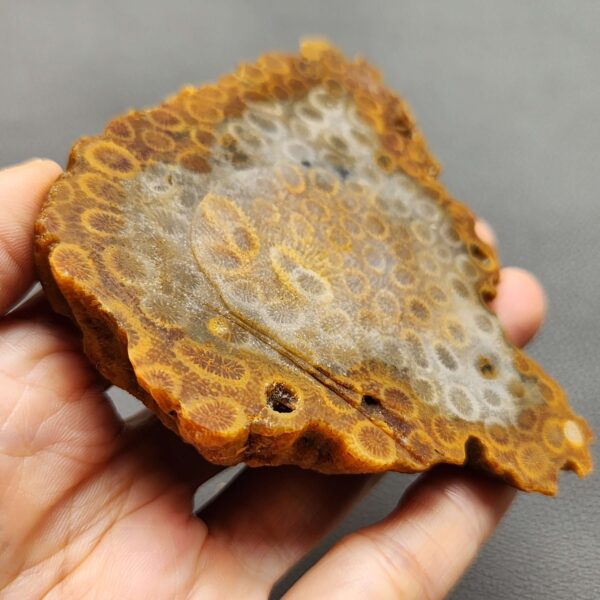 Fossilized Coral Slab C1262 (unpolished)
