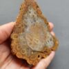 Fossilized Coral Slab C1262 (unpolished)