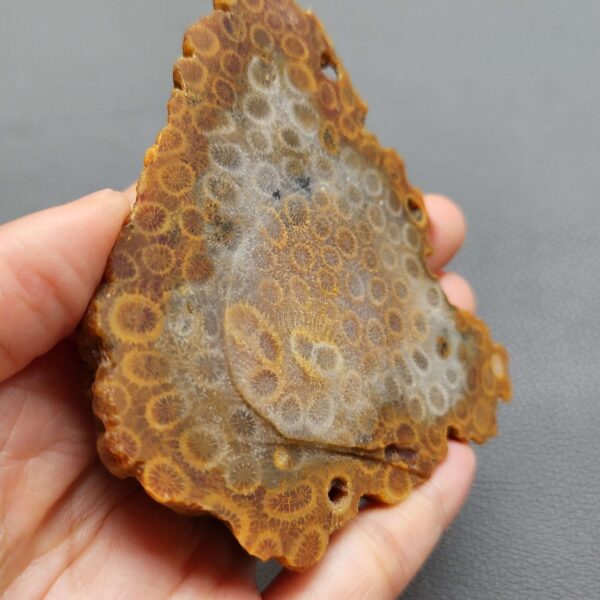 Fossilized Coral Slab C1262 (unpolished)