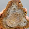Fossilized Coral Slab C1262 (unpolished)