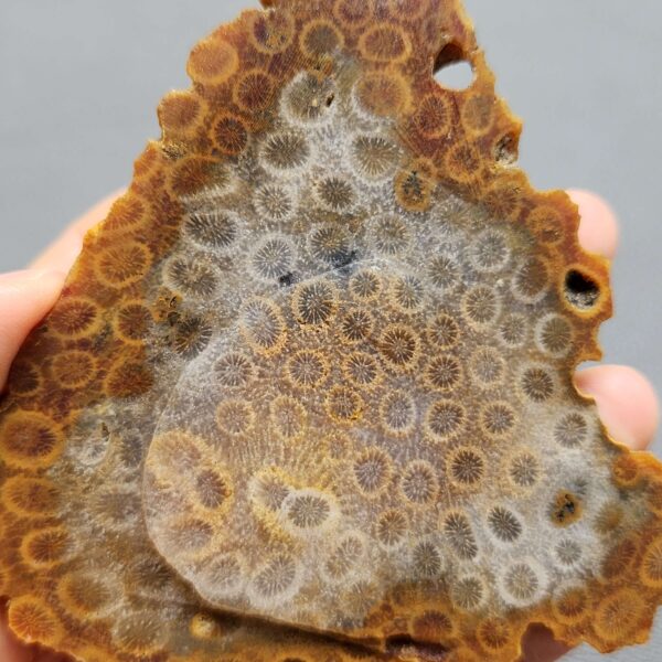 Fossilized Coral Slab C1262 (unpolished)