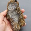 Fossilized Coral Slab C1263 (unpolished)