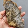 Fossilized Coral Slab C1263 (unpolished)