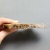 Fossilized Coral Slab C1263 (unpolished)