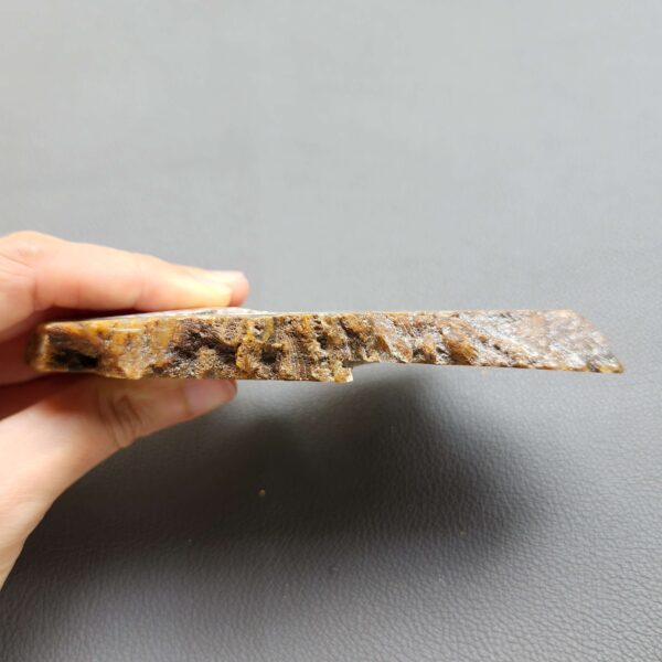 Fossilized Coral Slab C1263 (unpolished)