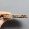 Fossilized Coral Slab C1263 (unpolished)