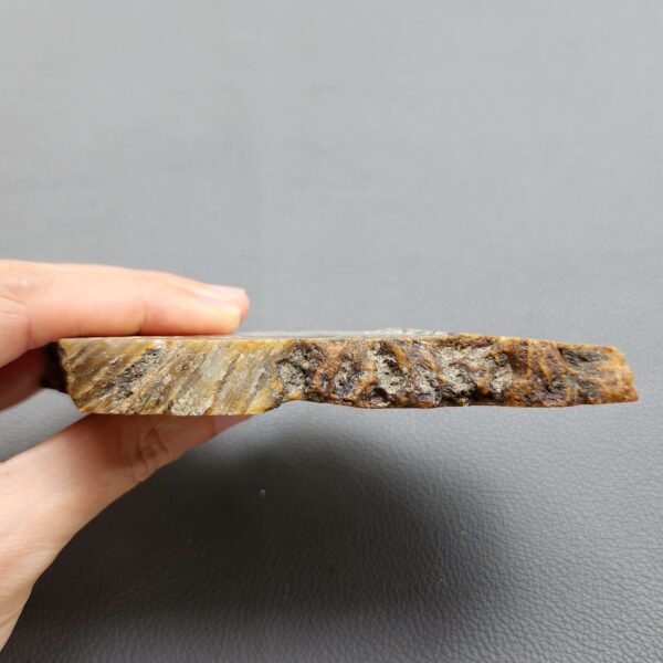 Fossilized Coral Slab C1263 (unpolished)