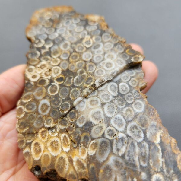 Fossilized Coral Slab C1263 (unpolished)