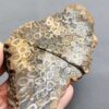 Fossilized Coral Slab C1263 (unpolished)
