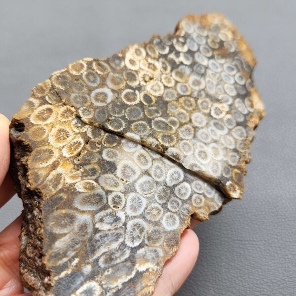 Fossilized Coral Slab C1263 (unpolished)