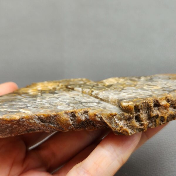 Fossilized Coral Slab C1263 (unpolished)