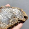 Fossilized Coral Slab C1263 (unpolished)