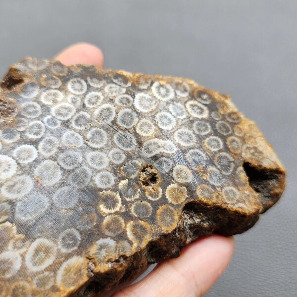Fossilized Coral Slab C1263 (unpolished)