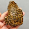 Fossilized Coral Slab C1261 (unpolished)