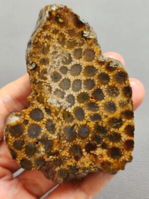 Fossilized Coral Slab C1261 (unpolished)
