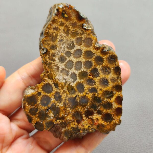 Fossilized Coral Slab C1261 (unpolished)
